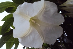 Brugmansia suaveolens